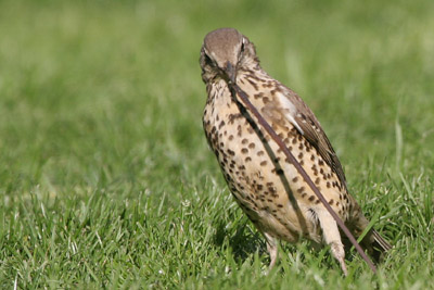 Mistle Thrush  2005  F. S. Simpson