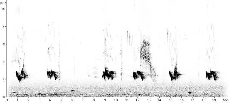 Sonogram of Mistle Thrush song