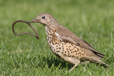 Mistle Thrush  2005  F. S. Simpson