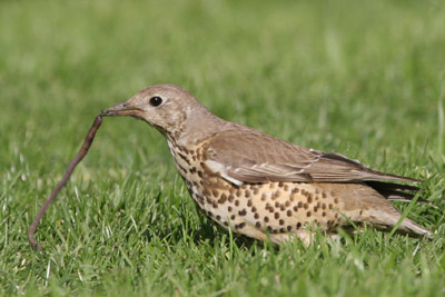 Mistle Thrush  2005  F. S. Simpson