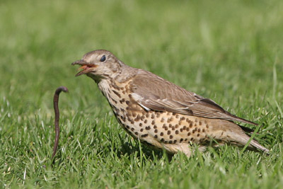 Mistle Thrush  2005  F. S. Simpson