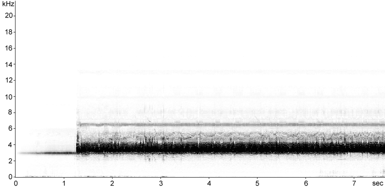 Sonogram of Vineyard Mole-cricket (Gryllotalpa vineae) stridulation