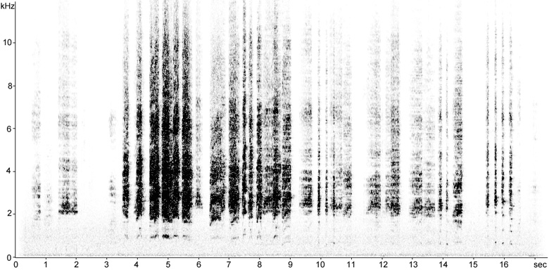 Sonogram of Monk Parakeet calls