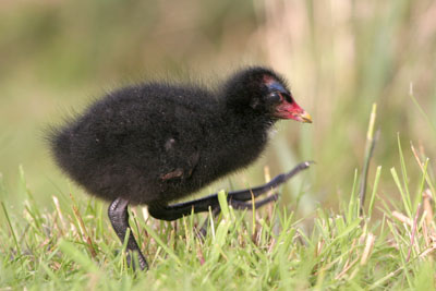 Moorhen chick  2005  F. S. Simpson