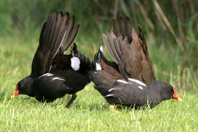 Moorhens  2005  F. S. Simpson