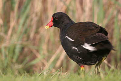 Moorhen  2005  F. S. Simpson