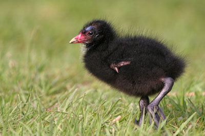 Moorhen chick  2005  F. S. Simpson