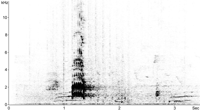 Sonogram of Moorhen call