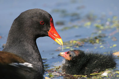 Moorhen  2005  F. S. Simpson