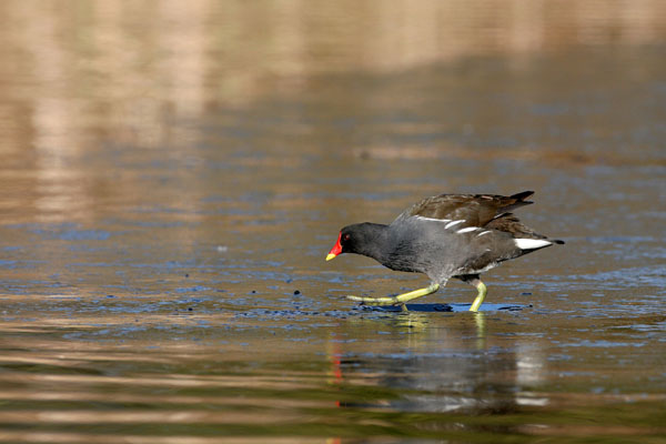 Moorhen �2006 Fraser Simpson