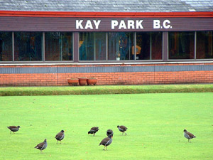 Moorhens on the bowling green