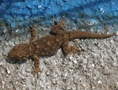 Moorish Gecko