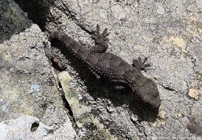 Moorish Gecko (Tarentola mauritanica) � Fraser Simpson