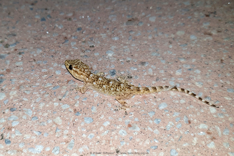 Moorish Gecko (Tarentola mauritanica)  Fraser Simpson