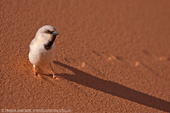 Desert Sparrow