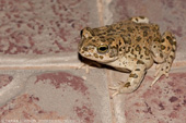 Green Toad