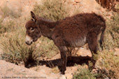 Donkey