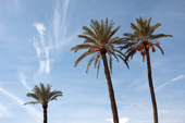 Menara gardens palms