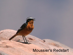Moussier's Redstart © 2007 Fraser Simpson