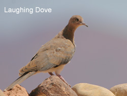 Laughing Dove © 2007 Fraser Simpson