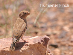 Trumpeter Finch © 2007 Fraser Simpson
