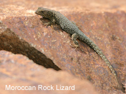 Moroccan Rock Lizard © 2007 Fraser Simpson