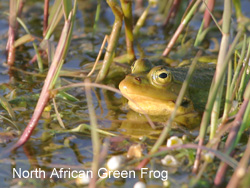 North African Green Frog © 2007 Fraser Simpson