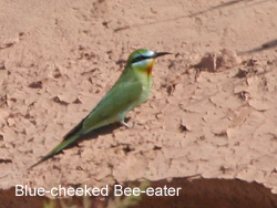 Blue-cheeked Bee-eater © 2007 Fraser Simpson