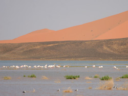 Greater Flamingos on the Dayèt Sjri © 2007 Fraser Simpson