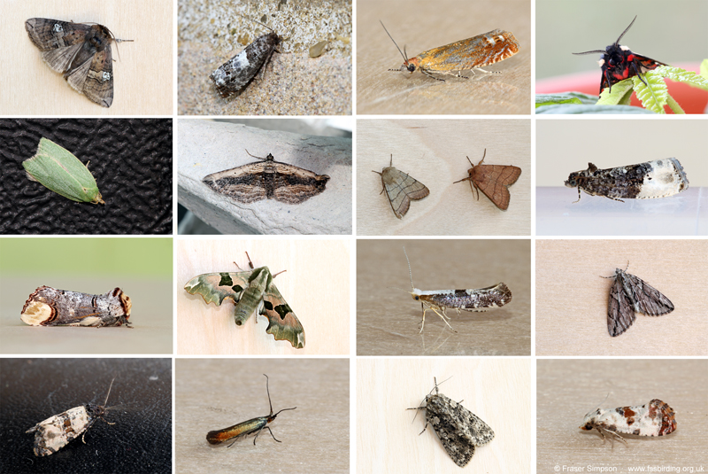 Selection of moths from the light trap, Purfleet-on-Thames, 10-13 June 2023  Fraser Simpson
