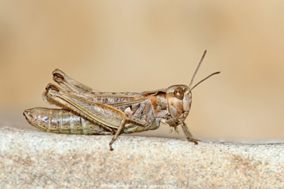 female Mottled Grasshopper (Myrmeleotettix maculatus), Brodick Bay, Isle of Arran  Fraser Simpson
