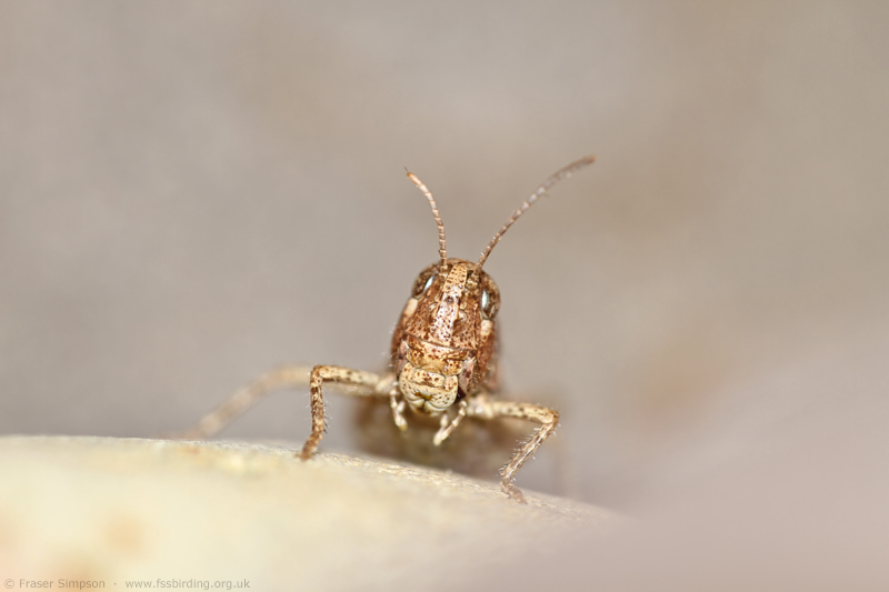 female Mottled Grasshopper (Myrmeleotettix maculatus), Brodick Bay, Isle of Arran, Argyll, Scotland  Fraser Simpson