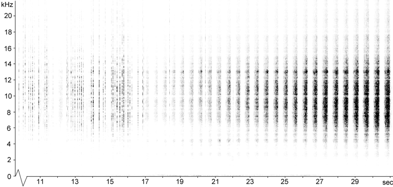 Sonogram of Mottled Grasshopper stridulation