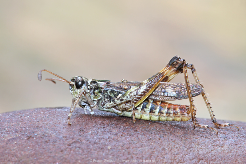 Mottled Grasshopper (Myrmeleotettix maculatus) © Fraser Simpson