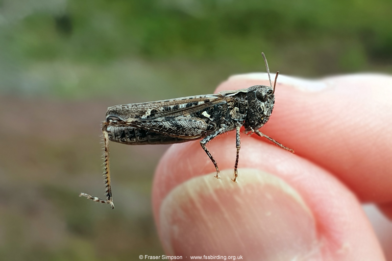 Mottled Grasshopper (Myrmeleotettix maculatus)  Fraser Simpson