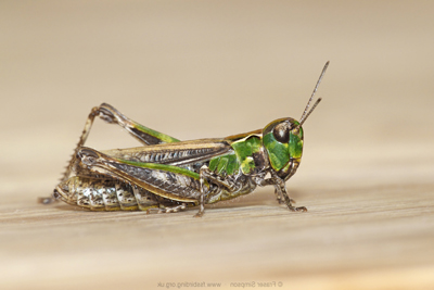 Mottled Grasshopper (Myrmeleotettix maculatus), Irvine-Kilwinning, Ayrshire  Fraser Simpson