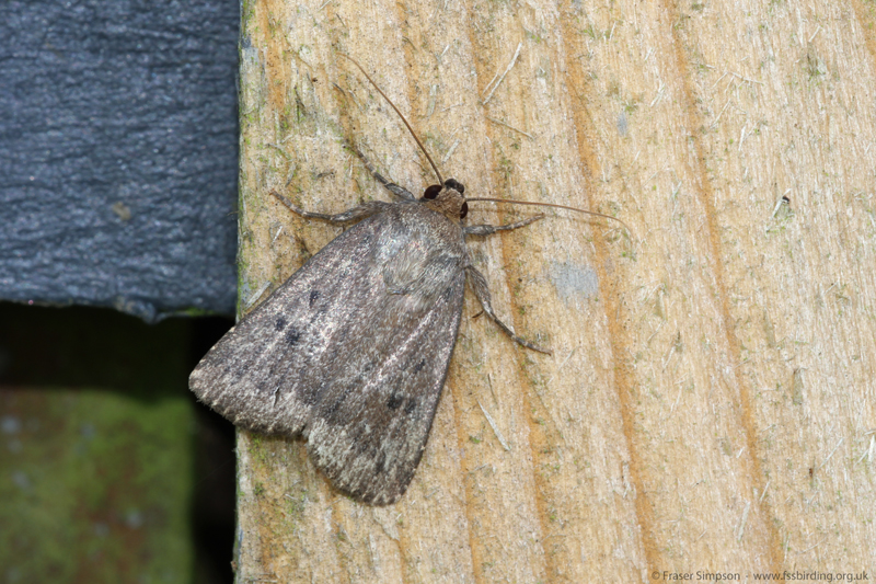 Mouse Moth (Amphipyra tragopoginis)  Fraser Simpson