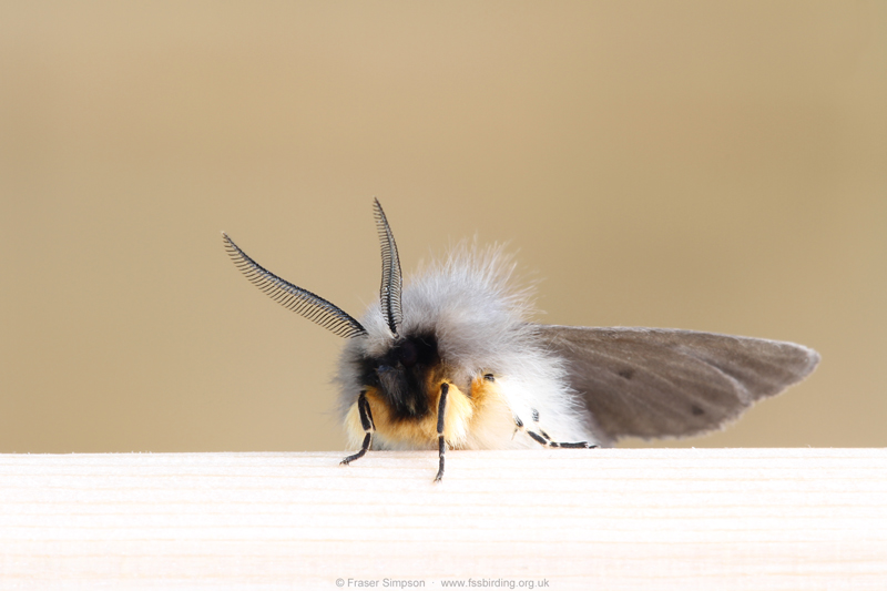 Muslin Moth (Diaphora mendica)  Fraser Simpson