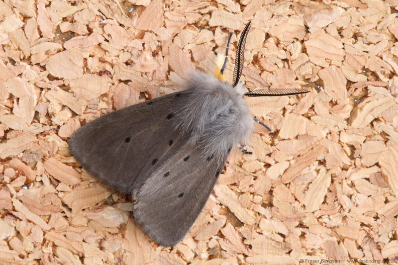 Muslin Moth (Diaphora mendica)  Fraser Simpson