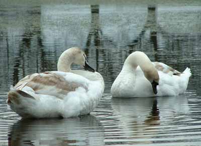 Mute Swan (Cygnus olor)