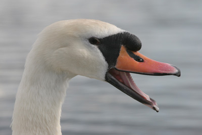 Mute Swan  2005  F. S. Simpson