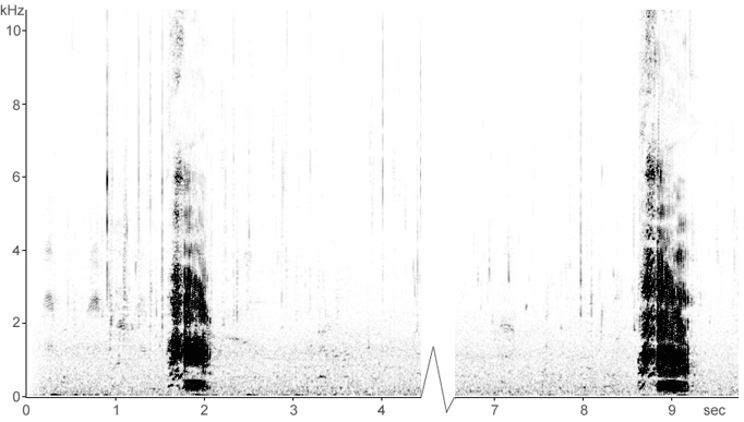 Sonogram of Mute Swan calls