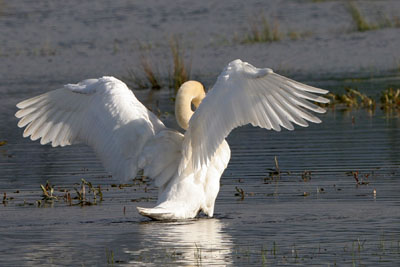 Mute Swan � 2005  F. S. Simpson
