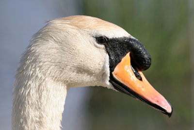 Mute Swan � 2005  F. S. Simpson