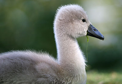 Mute Swan cygnet  2005  F. S. Simpson