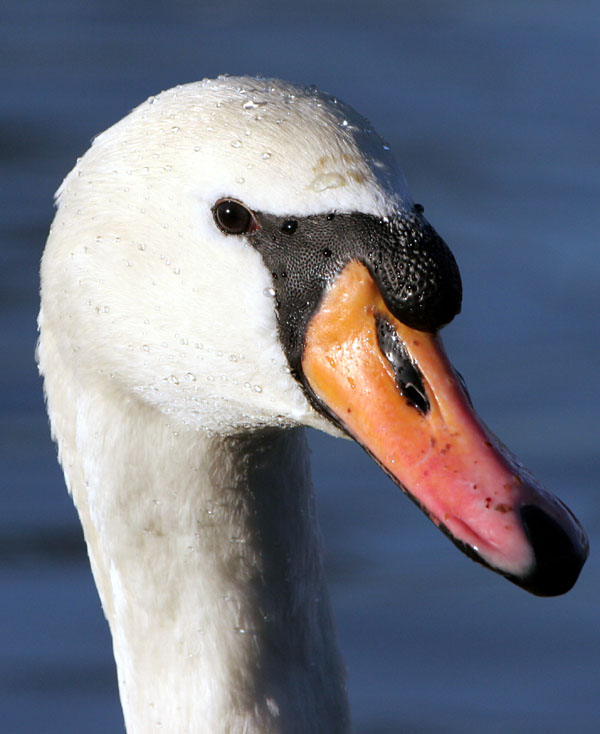 Mute Swan 2005 Fraser Simpson