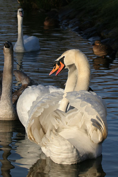 Mute Swan 2005 Fraser Simpson
