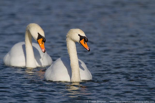 Mute Swan pair, London Wetland Centre  Fraser Simpson