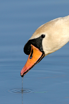 Mute Swan  Fraser Simpson