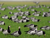 Barnacle Geese